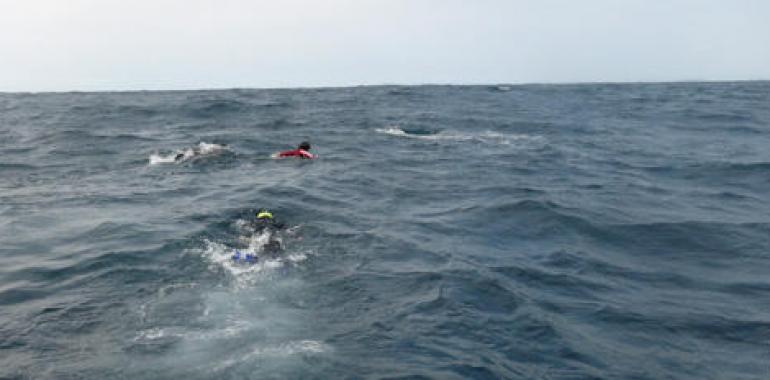 La Armada de México rescata una ballena