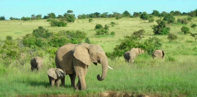 Balance positivo en CITES para elefantes, rinocerontes, tiburones y maderas