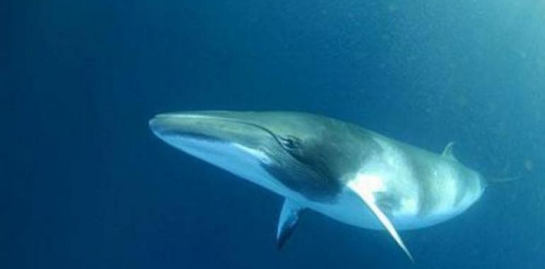 La protesta internacional hace que Japón capture menos ballenas 