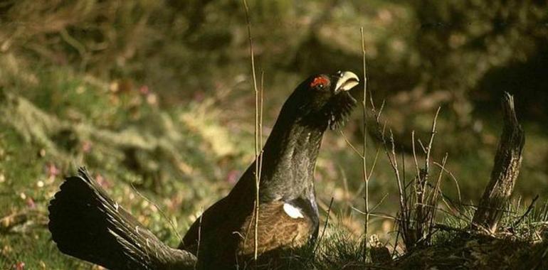 Desde Oviedo prueban la influencia de las aves en la regeneración de los bosques cantábricos