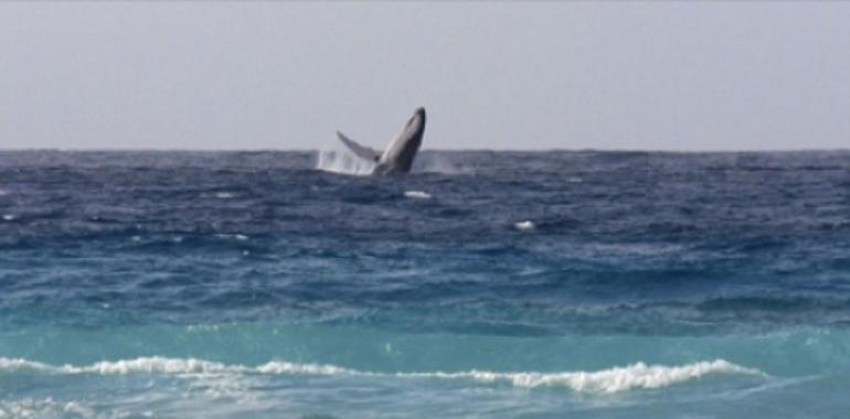  Avistamiento de cetaceos en Virgin Islands en el Mar Caribe