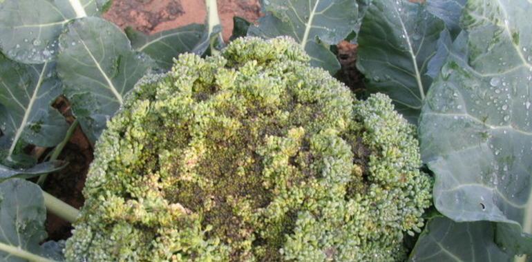 Investigan la incidencia de la Alternaria en el cultivo del brócoli 