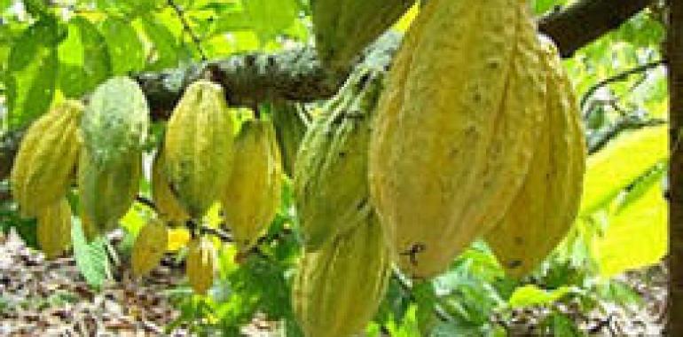 Nace la Organización de Países Productores de Cacao Fino de Aroma
