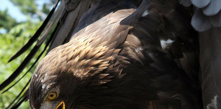 Águila Real, el símbolo nacional de México en riesgo