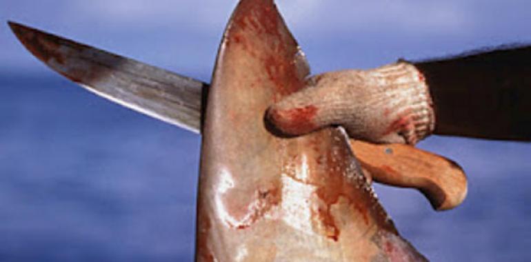 La UE fortalece la prohibición del cercenamiento de aletas de tiburón