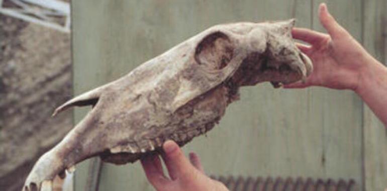 ADN de un caballo de 7.000 siglos bate el récord de supervivencia 