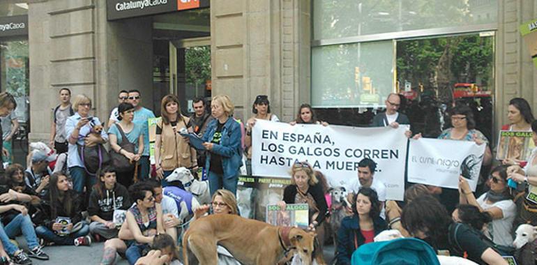 Piden a España que cese el maltrato hacia sus galgos
