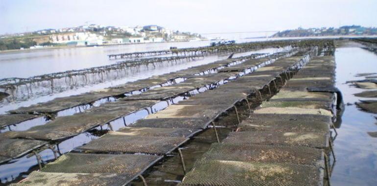 Gijón se convertirá  en septiembre en el epicentro  de la acuicultura nacional