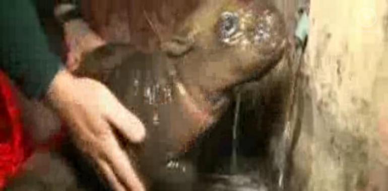Nace el segundo hipopótamo pigmeo en dos años (video)