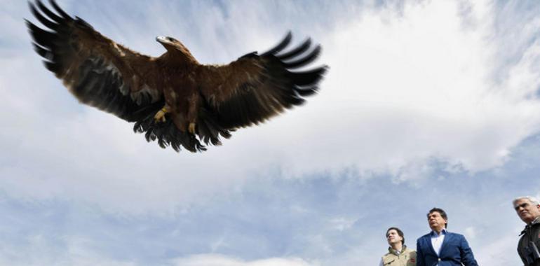 Madrid dobla en 8 años la población de águila imperial y asegura su supervivencia (VIDEO)