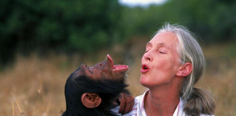 Un abrazo recorre el mundo: De la chimpancé Wounda a Jane Goodall 