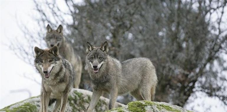Luis Llaneza se incorpora al grupo de trabajo sobre el lobo en Picos de Europa