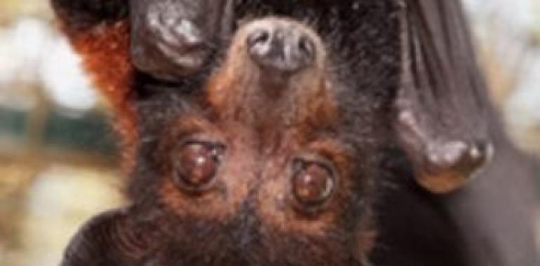 Clausuran tres cuevas en Bizkaia para proteger a las colonias de murciélagos