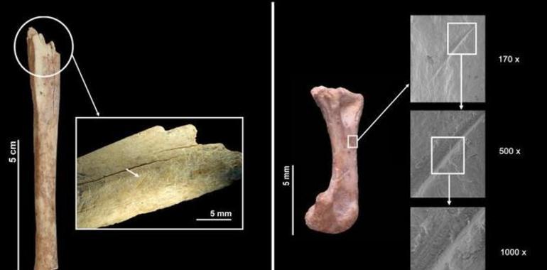 Los neandertales asturianos comían gatu montés