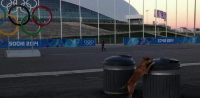 Así salvaron a los perros callejeros de Sochi