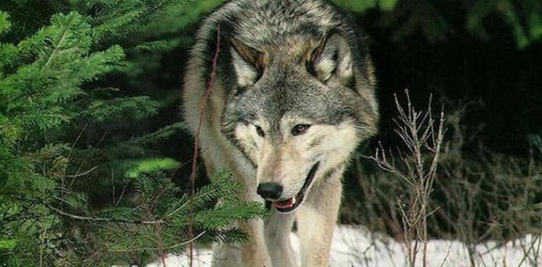FORO pide a Agroganaderia que autorice controles de lobos ante los "importantes daños" en Amieva