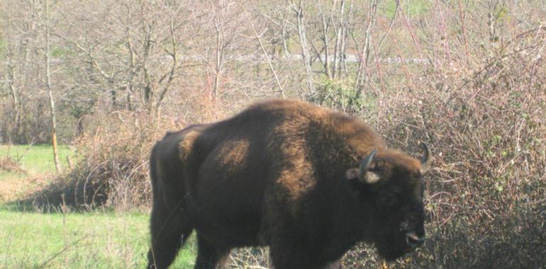 Se busca nombre para bisonte europeo y yegua Przewalski teverganos