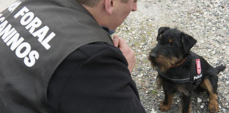 Nueve kilos de jagd terrier convertidos en super perro policía
