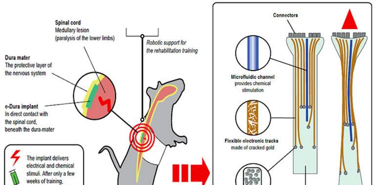 Consiguen hacer andar a ratones paralíticos mediante un implante