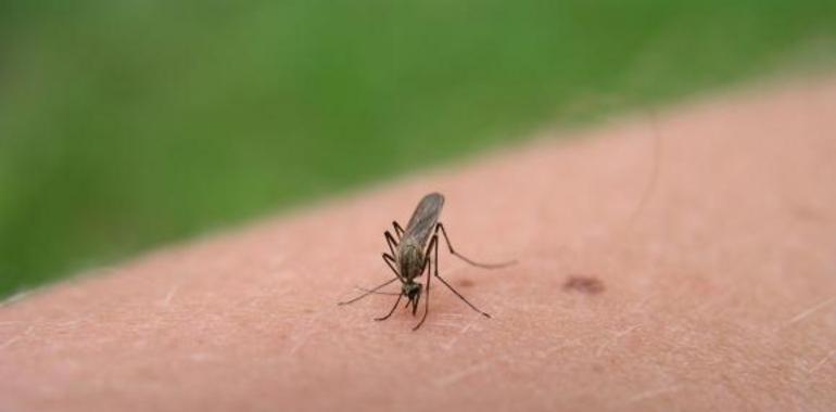 Latinoamérica estudia en Uruguay estrategias para enfrentar al zika  