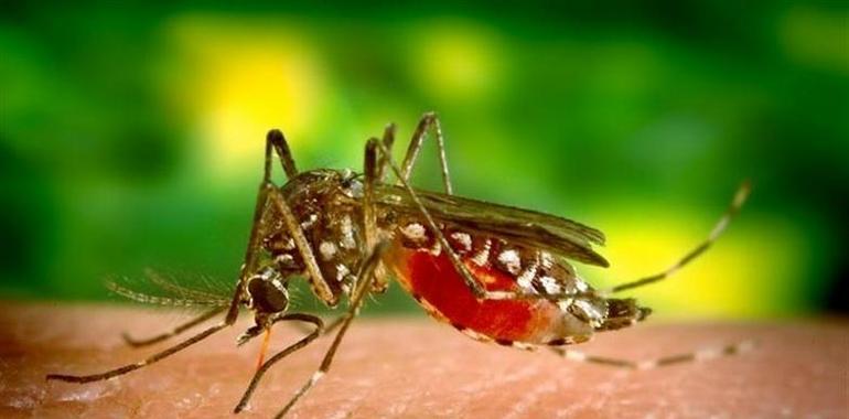 Sanidad confirma 2 casos de infección por virus Zika 