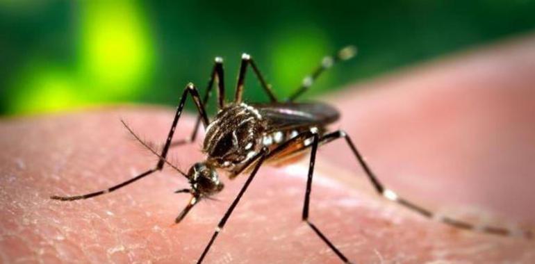 Logran una vacuna contra el dengue cien por cien eficaz