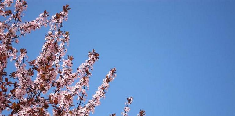 La primavera en Asturias trae menos alergias que otros años