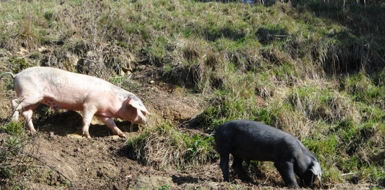 La supervivencia del Gochu Asturcelta se defiende en la Universidad