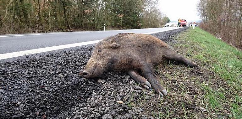 Los animales salvajes se adueñan de las carreteras asturianas