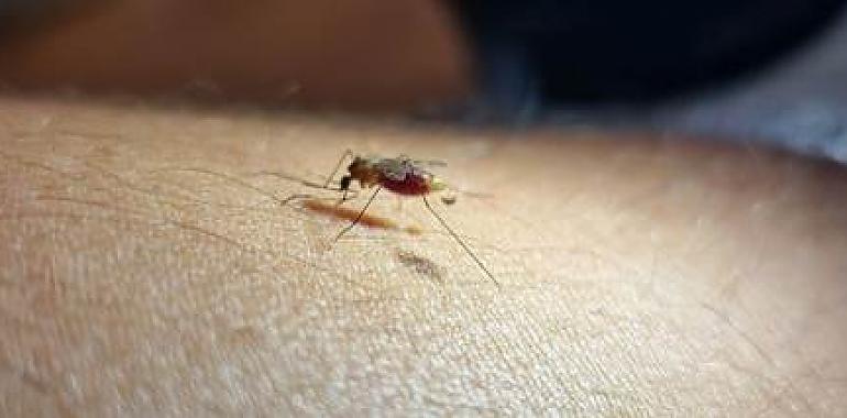 Un estudio revela la distribución de vectores de malaria en España