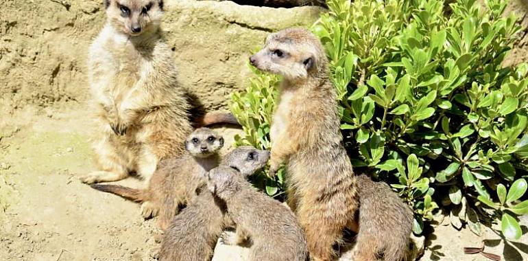 Nuevos nacimientos en El Bosque: Suricatas y guacamayos se suman a la familia del centro zoológico
