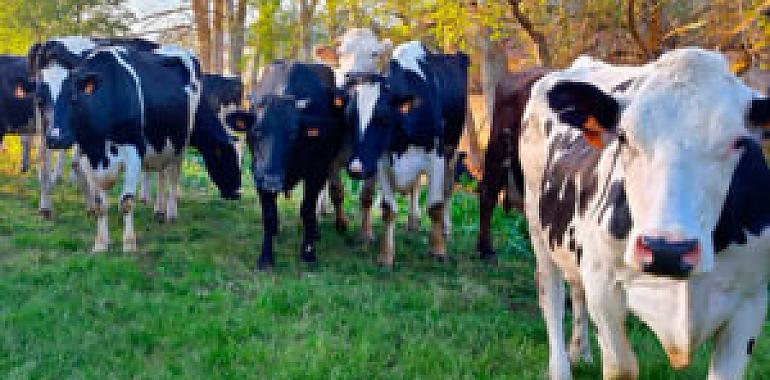 Medio Rural anuncia ayudas para la recogida de leche en pequeñas explotaciones de alta montaña