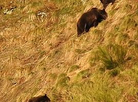 Osos y esbardos gordinos en primavera