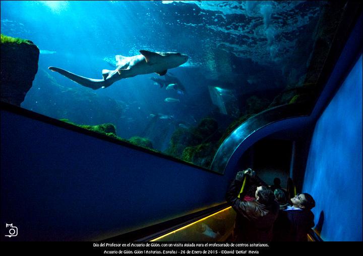 FOTOGALERÍA. Cultura. Día del Profesor en el Acuario de Gijón