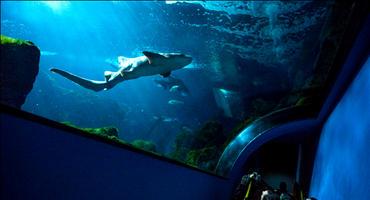 FOTOGALERÍA. Cultura. Día del Profesor en el Acuario de Gijón