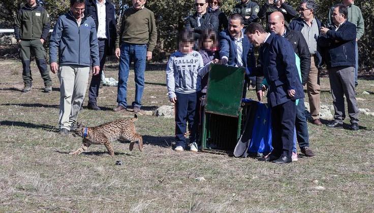 La minería de tierras raras amenaza la supervivencia del lince ibérico