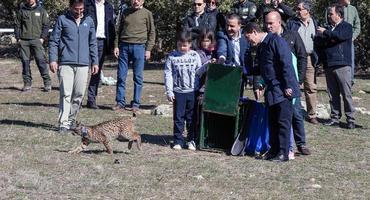 La minería de tierras raras amenaza la supervivencia del lince ibérico