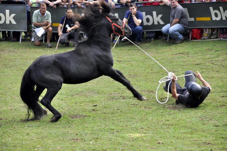 Fiesta del Asturcón, XXXVI edición, 2016.