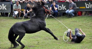 Fiesta del Asturcón, XXXVI edición, 2016.