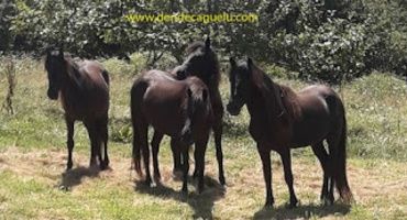 Comida de hermandad de ACAS y sus amigos, III edición.