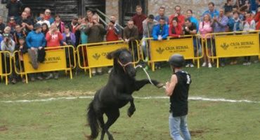 Fiesta del Asturcón, en la majada de Espineres. XXXVII edición.