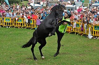 Fiesta del Asturcon, en la sierra del Sueve. XXXIX  edición.