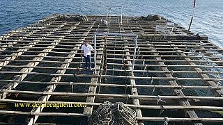 El cultivo de mejillones en bateas en las rías gallegas.