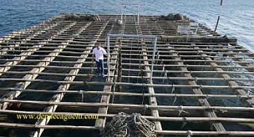 El cultivo de mejillones en bateas en las rías gallegas.