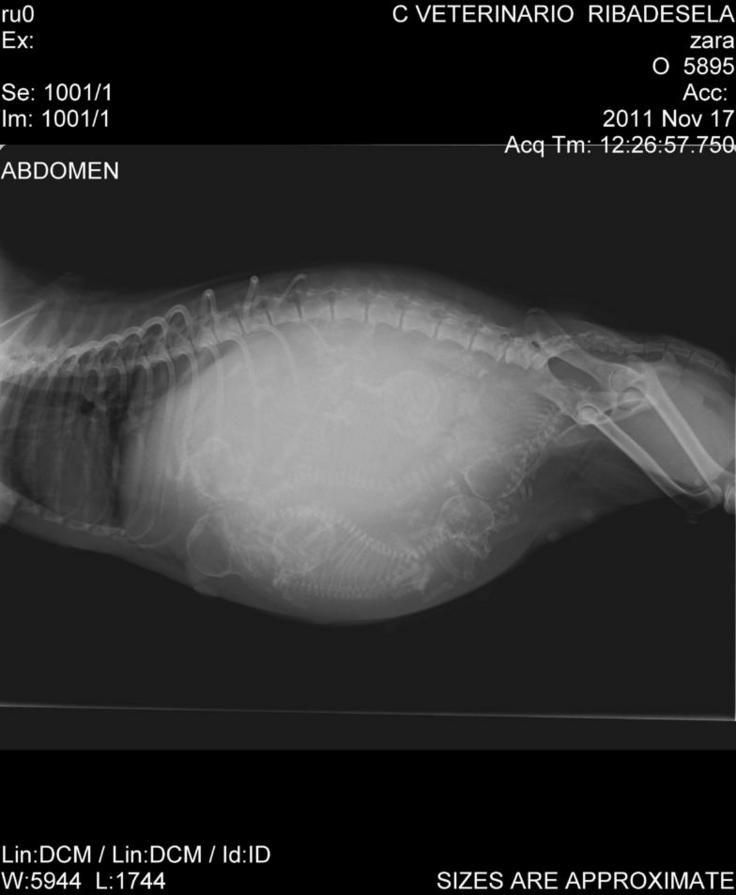 NUEVA RADIOGRAFIA DE GESTACION A TERMINO