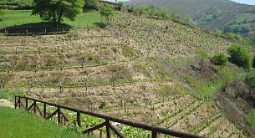 Viticultura de Montaña, Heroica y Única.