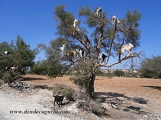 Aceite de Argán, el oro líquido marroquí.