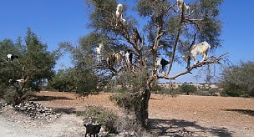 Aceite de Argán, el oro líquido marroquí.