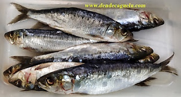 Sardinas, la proletaria exquisitez azúl.