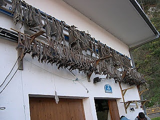 Curadillo, emblema y estampa de Cudillero.